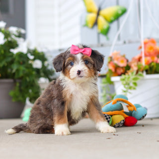 Lassie - Available 8/27