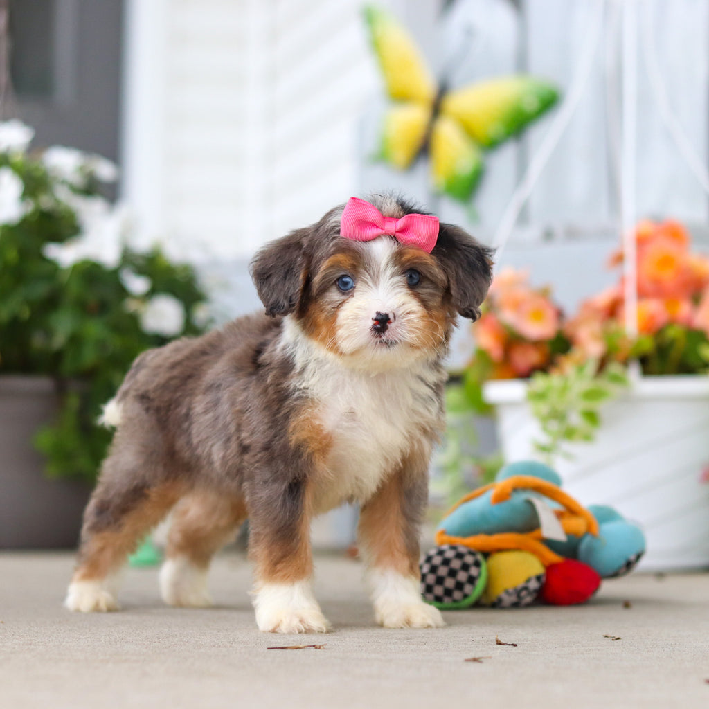 Lassie - Available 8/27