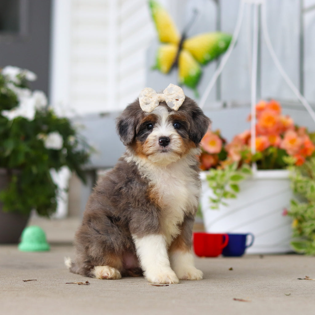 Lacy - Available 8/27