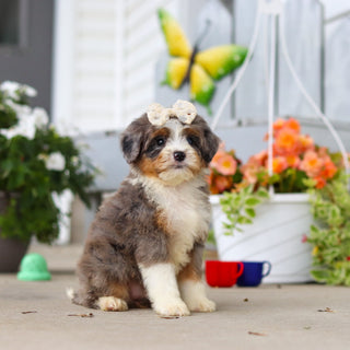 Lacy - Available 8/27