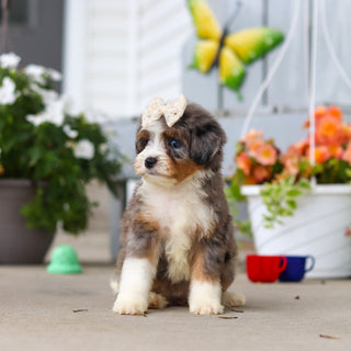 Lacy - Available 8/27