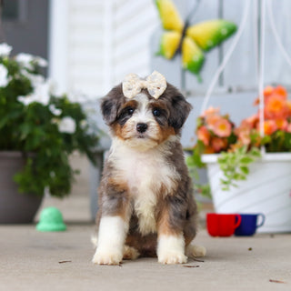 Lacy - Available 8/27