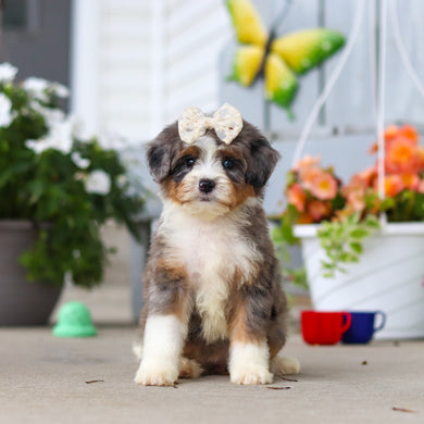 Lacy - Available 8/27