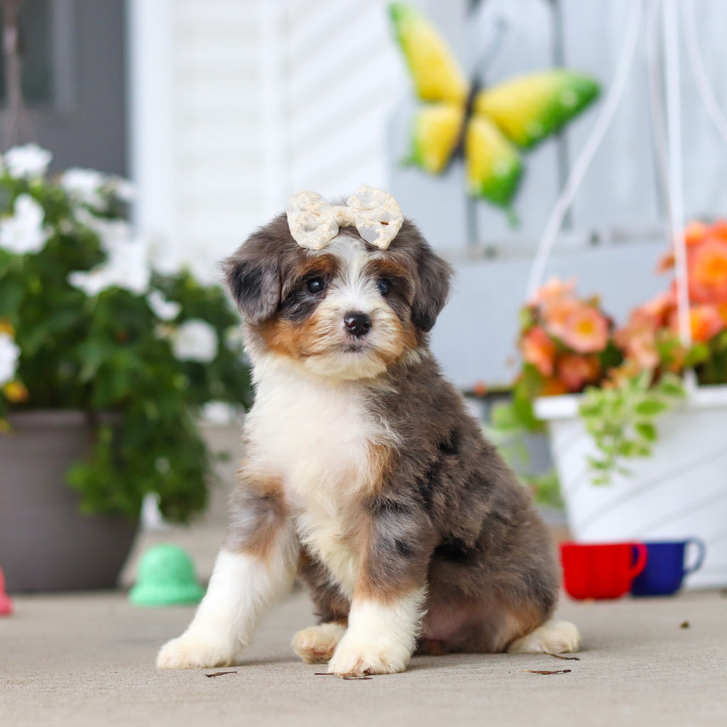 Lacy - Available 8/27