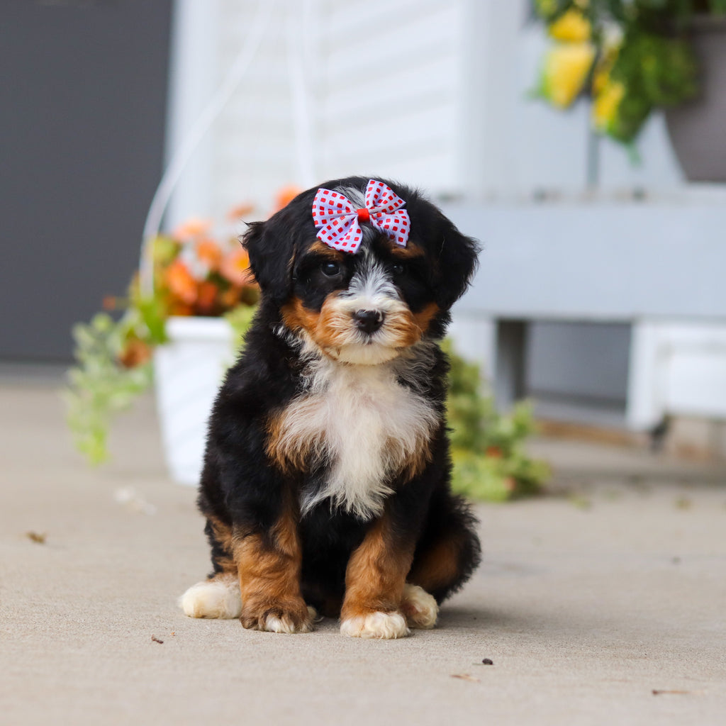 Libby - Available 8/27