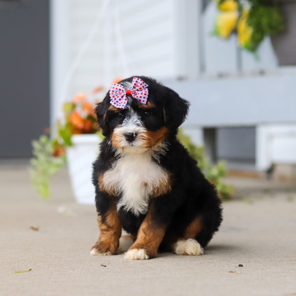Libby - Available 8/27