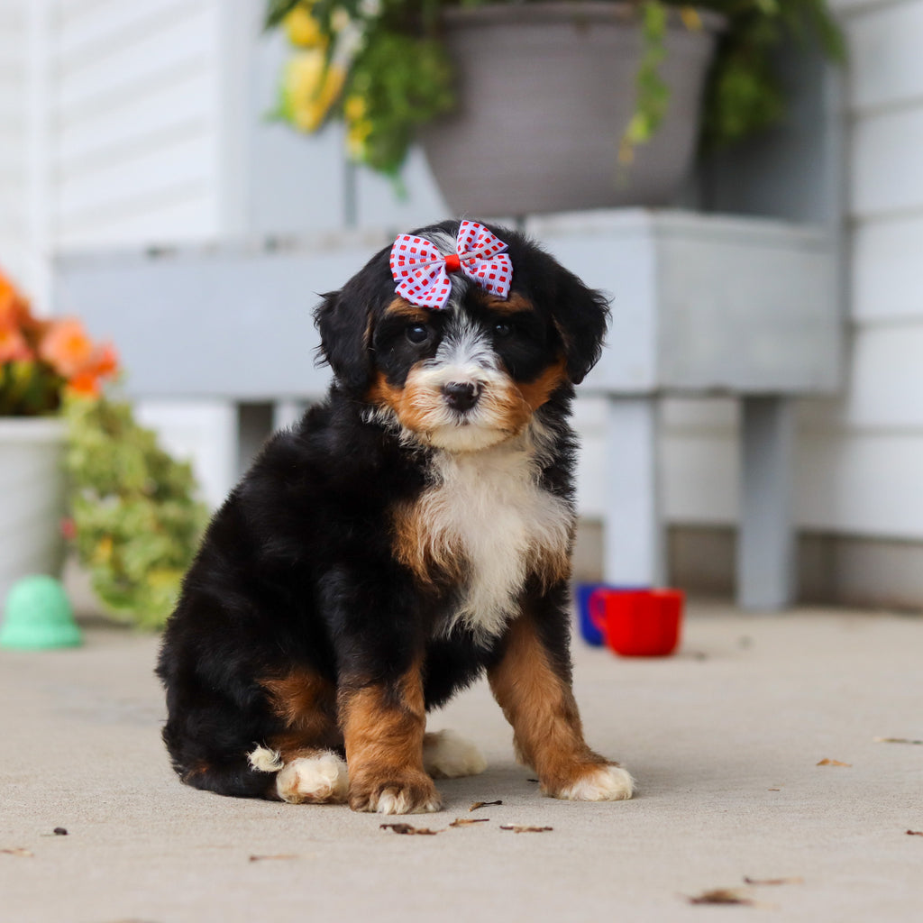 Libby - Available 8/27