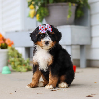 Libby - Available 8/27