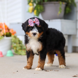 Libby - Available 8/27