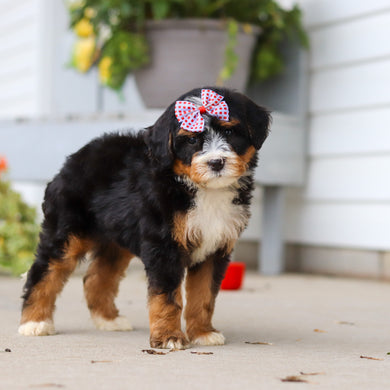 Libby - Available 8/27