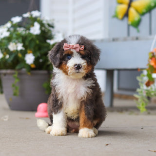 Luann - Available 8/27