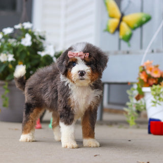 Luann - Available 8/27