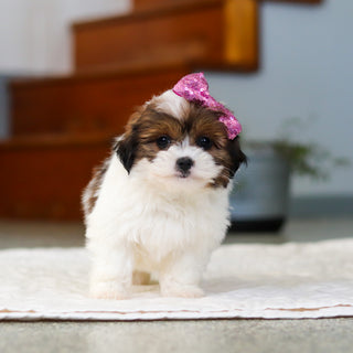 Maggie - Available 5/21