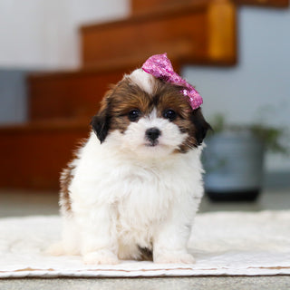 Maggie - Available 5/21