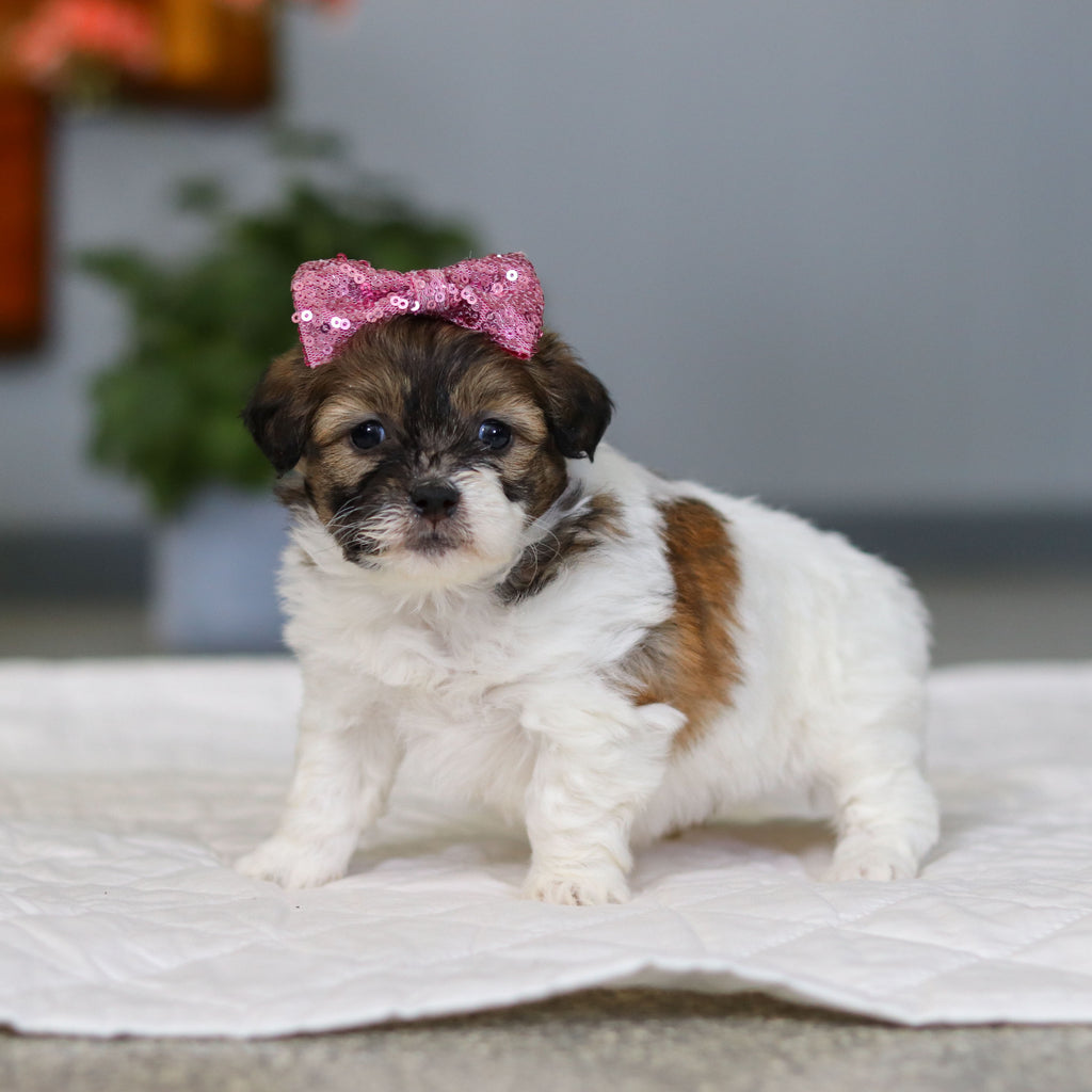 Moxie - Available 5/21