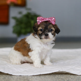 Moxie - Available 5/21