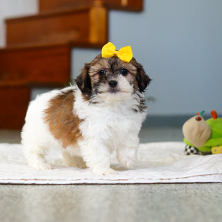 Moxie - Available 5/21