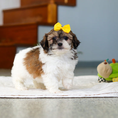 Moxie - Available 5/21