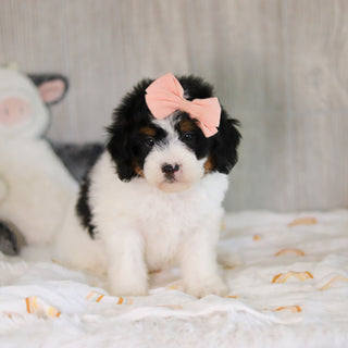Cassidy - Available 5/7