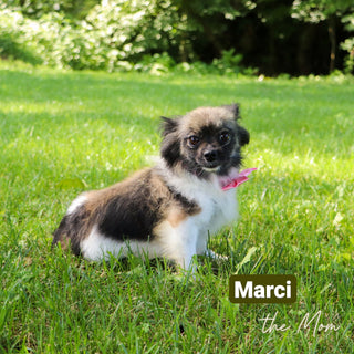 Lenny - Available 12/31