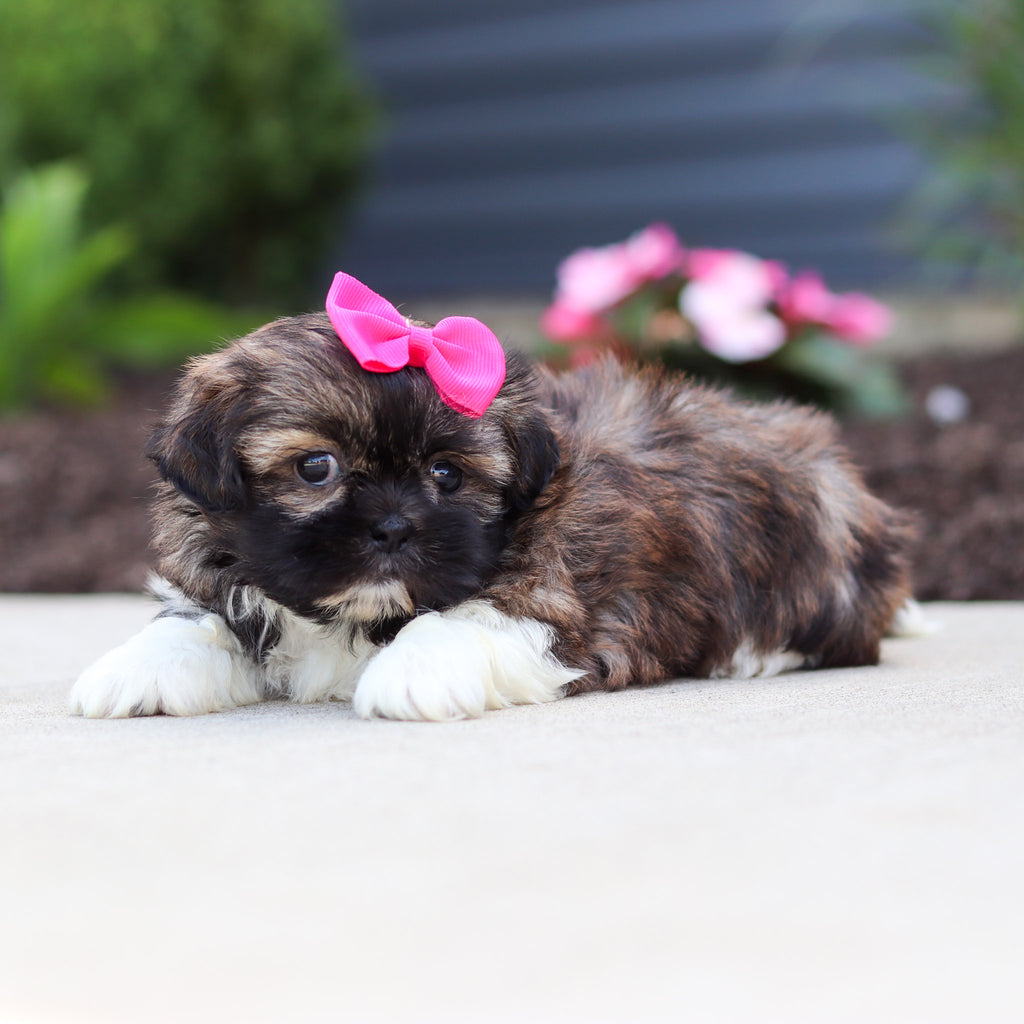 Tatum - Available 7/2