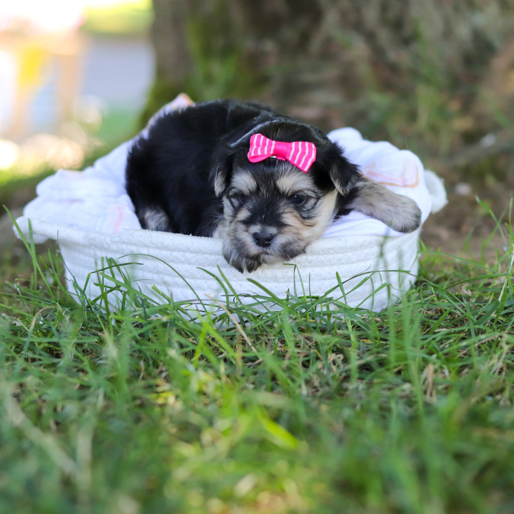 Nala - Available 7/30