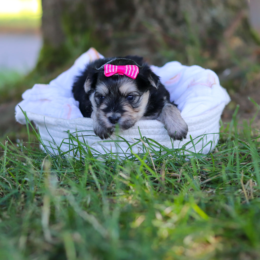 Nala - Available 7/30