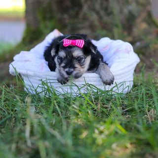 Nala - Available 7/30