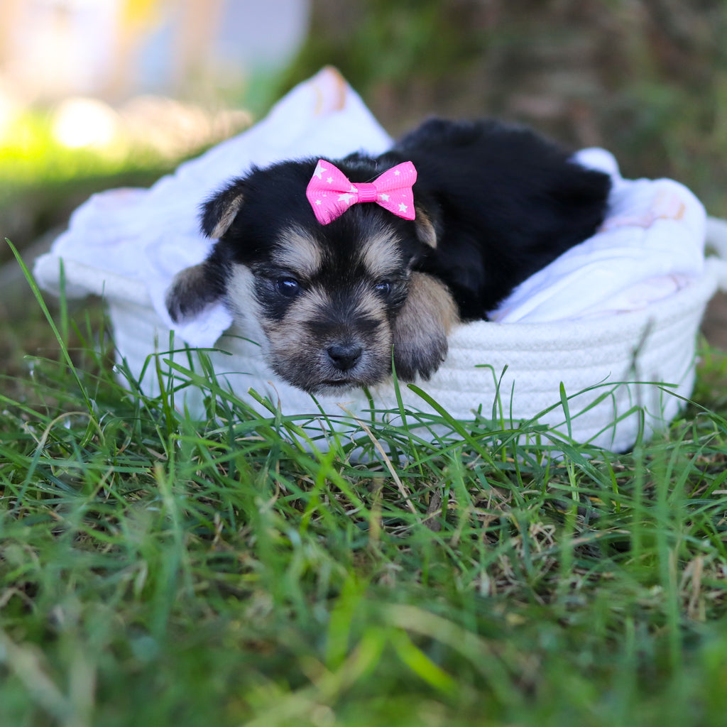 Nina - Available 7/30