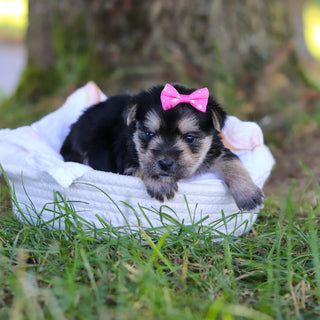 Nina - Available 7/30