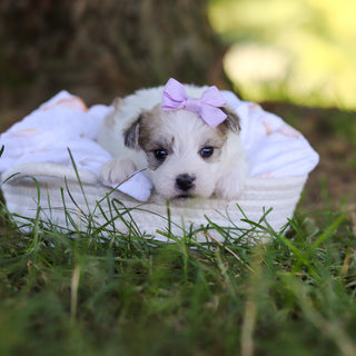 Nyla - Available 7/30