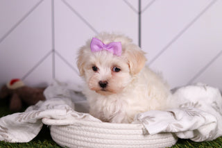 Missy - Available Now