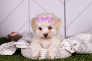 Missy - Available Now