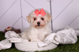 Bamba - Available Now