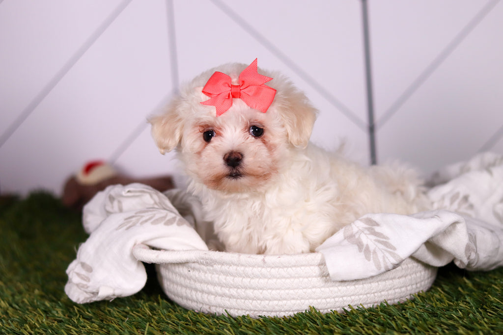 Bamba - Available Now