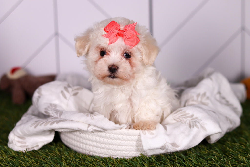 Bamba - Available Now