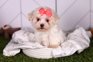 Bamba - Available Now