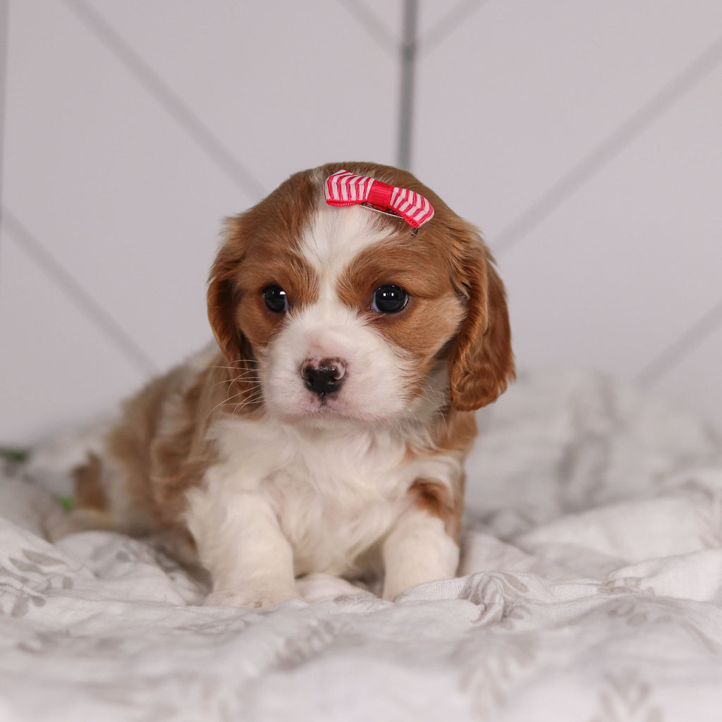 Madonna - Available 2/4