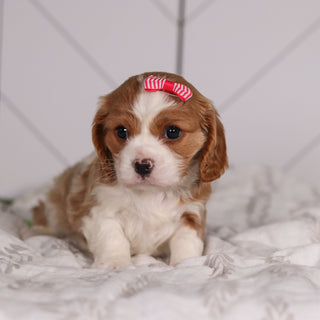 Madonna - Available 2/4