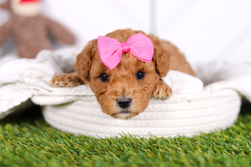 Mindy - Available 2/26