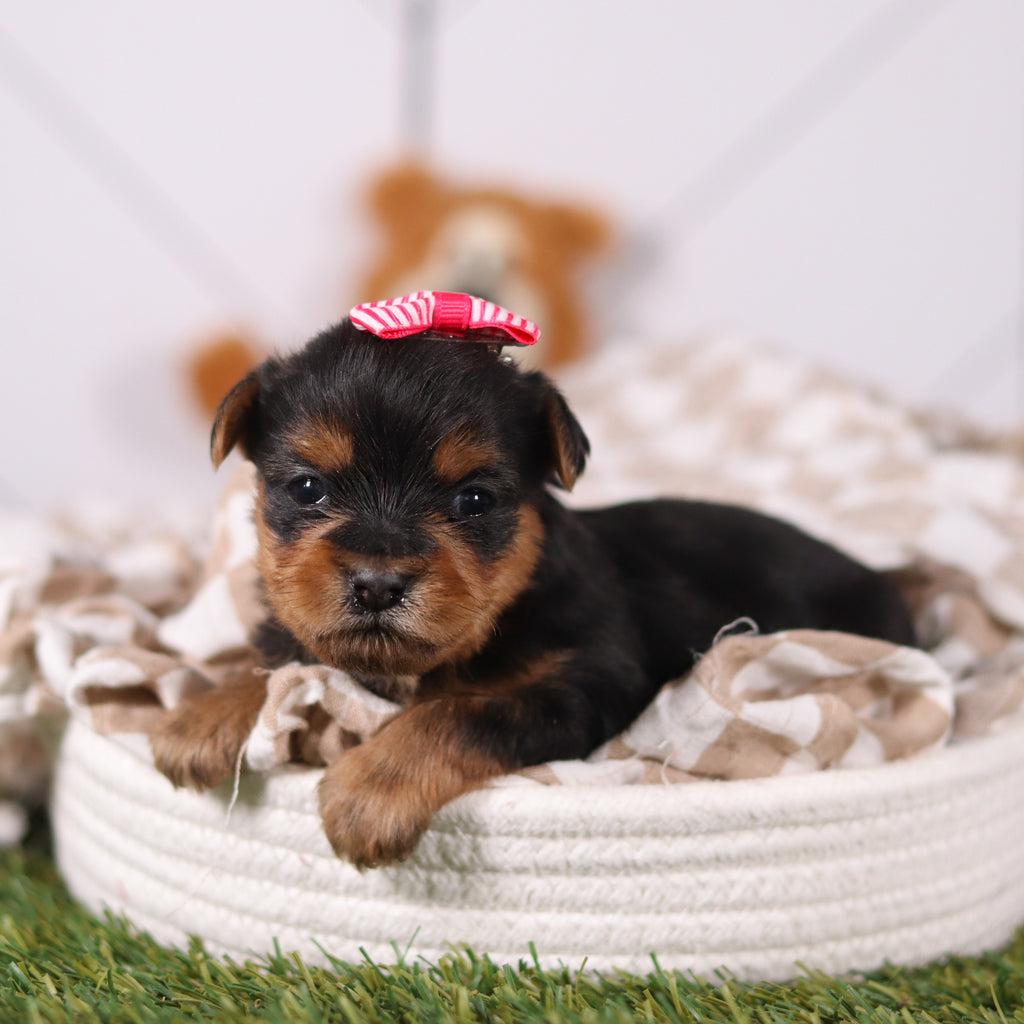 Rose - Available Now