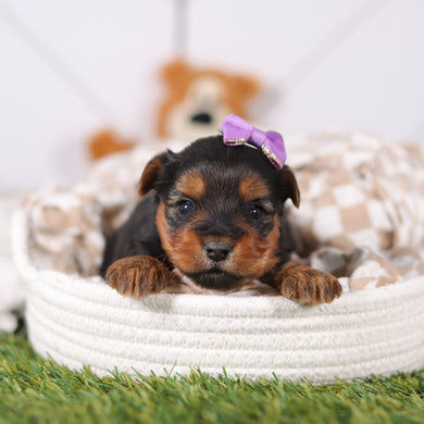 Violet - Available 3/12