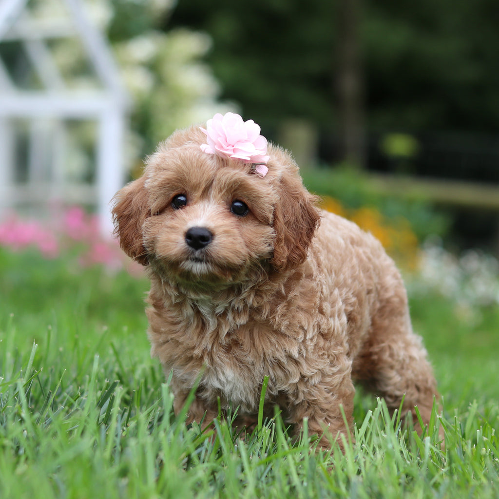 Navi - Available 9/3