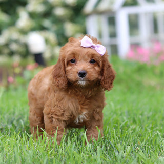 Nala - Available 9/3