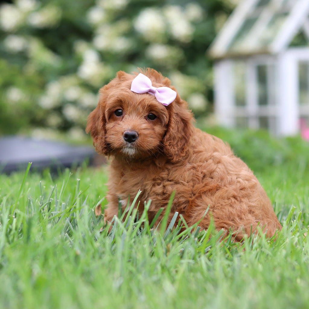 Nala - Available 9/3
