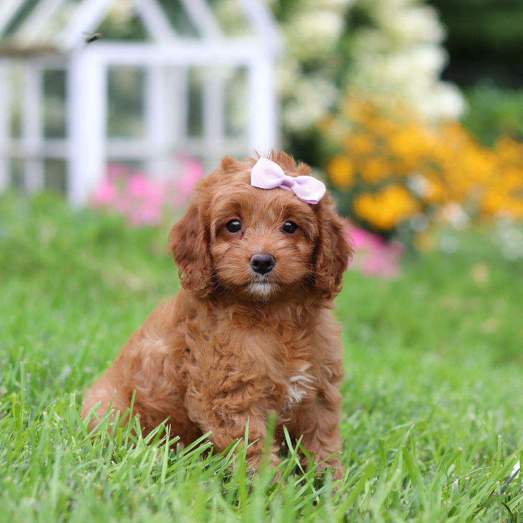 Nala - Available 9/3