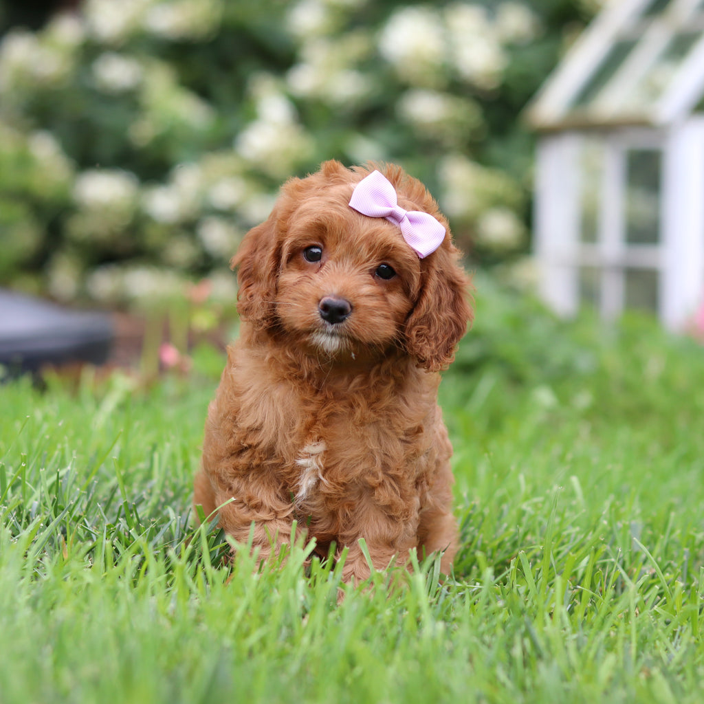 Nala - Available 9/3