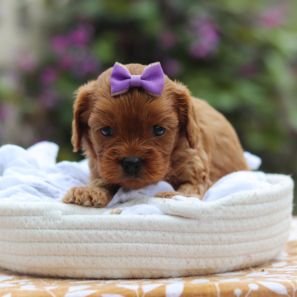 Cleo - Available 9/24