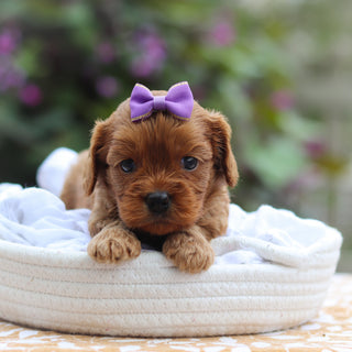 Cleo - Available 9/24