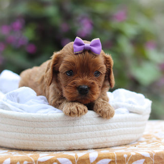 Cleo - Available 9/24